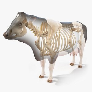 3D model Cow Body and Skeleton Static