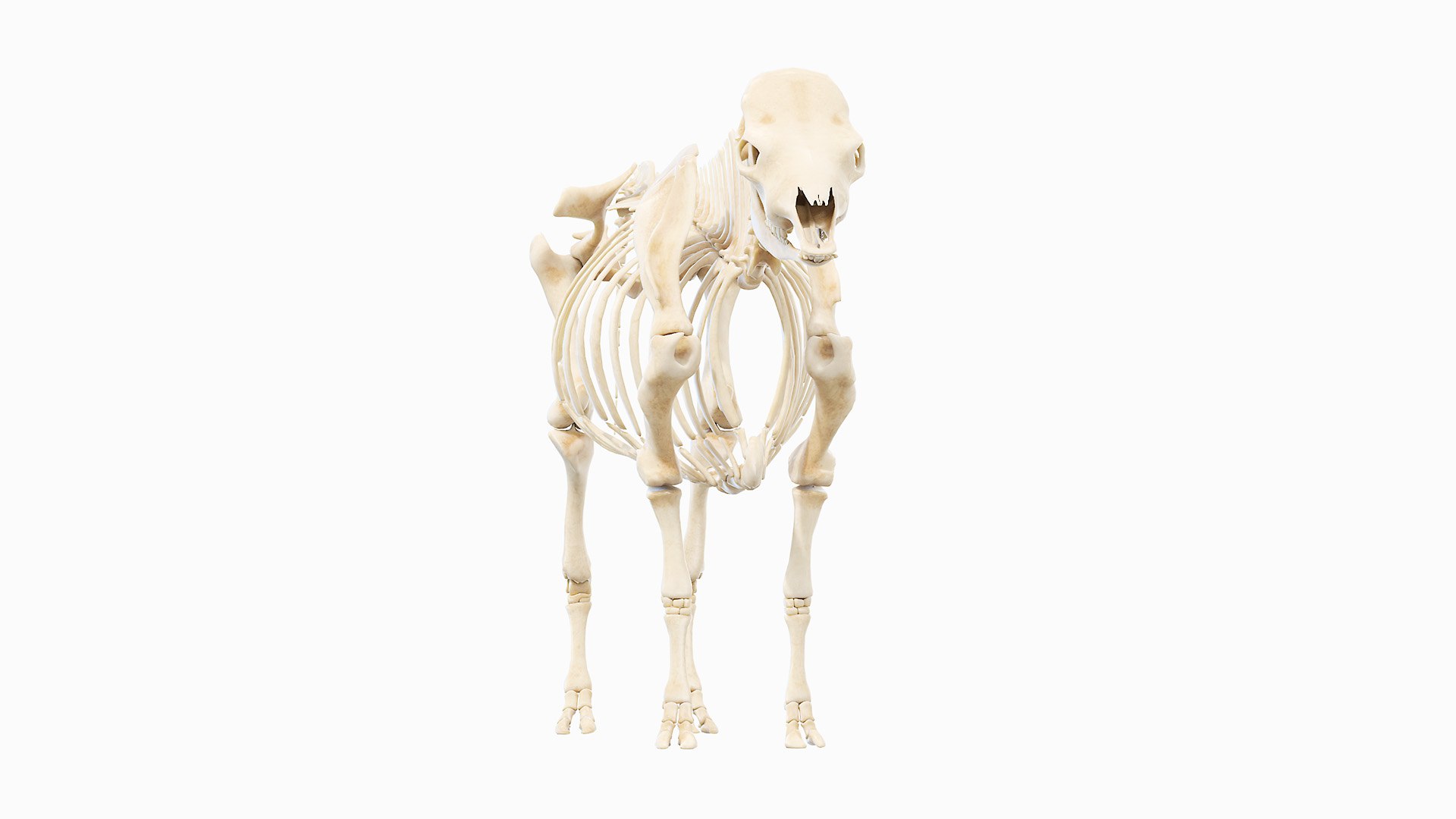 3D Model Cow Body And Skeleton Static - TurboSquid 1893410
