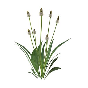 Ribwort plantain flower