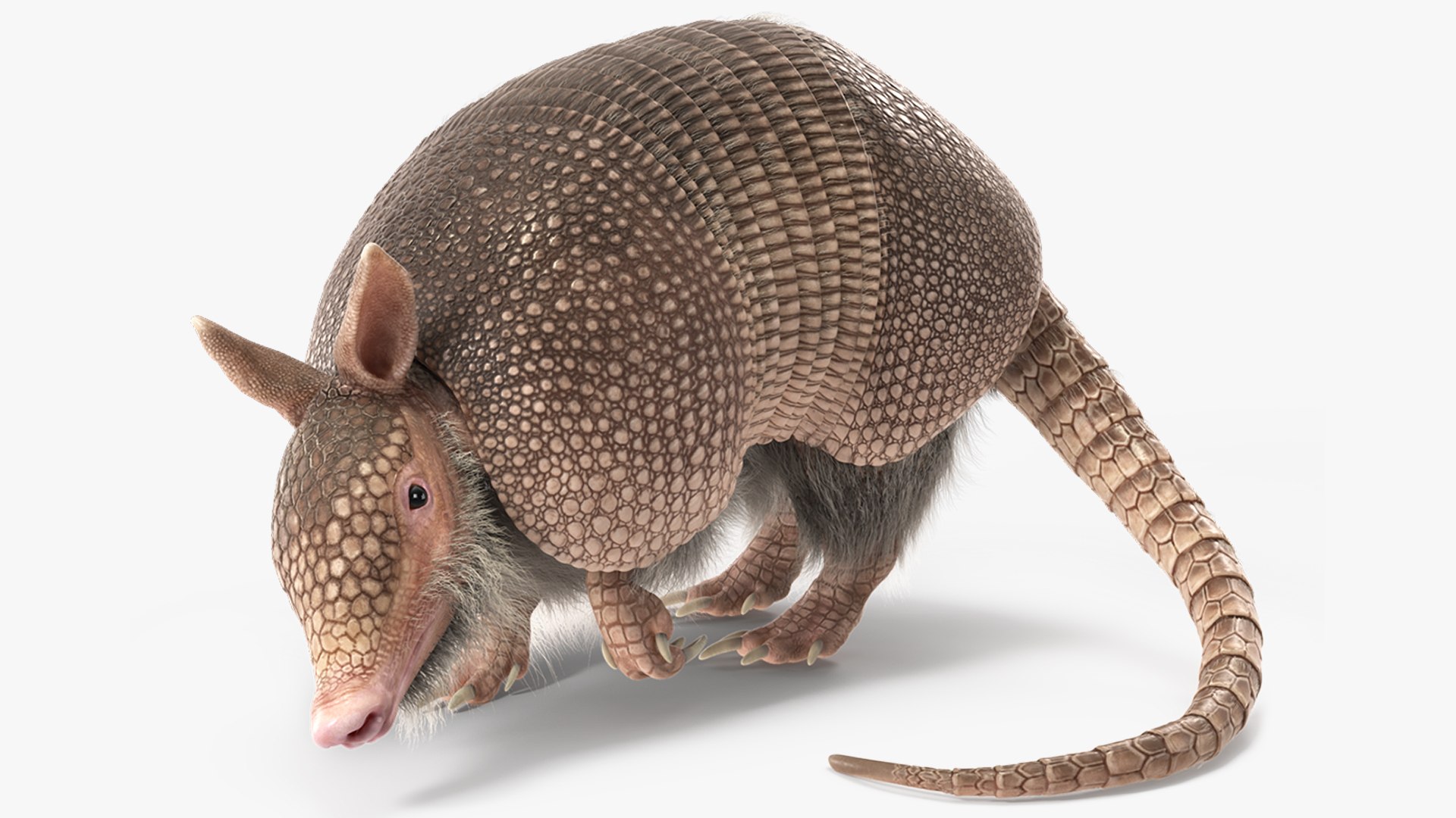 Armadillo Pink Fur Rigged 3D model preview