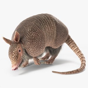 3D Armadillo Pink Fur Rigged