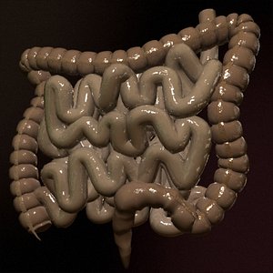3d model realistic colon