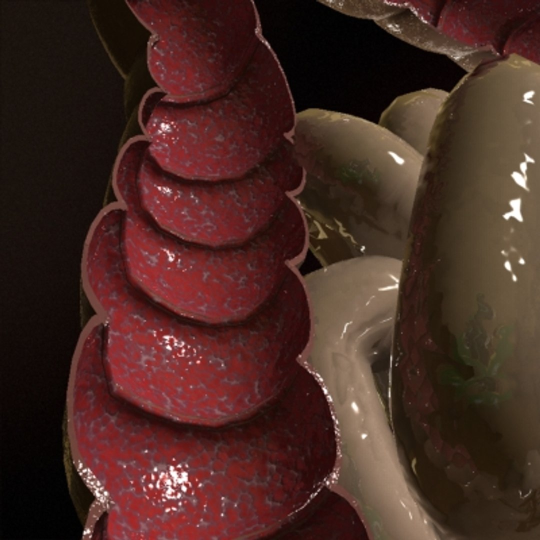 3d Model Realistic Colon