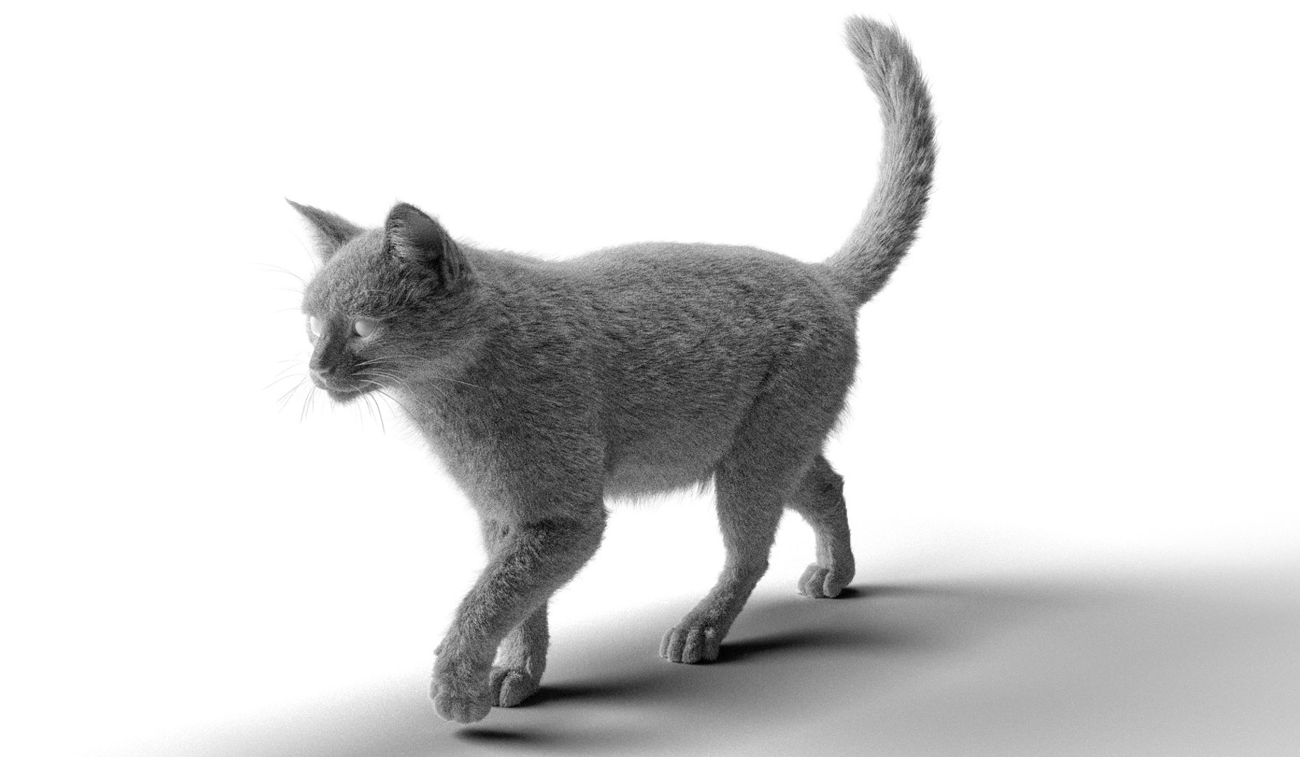 Rigged Civet Cat Gray Cat With 4k Textures And Animation Model ...