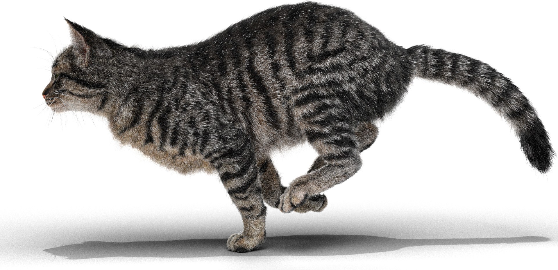 Rigged Civet Cat Gray Cat With 4k Textures And Animation Model ...