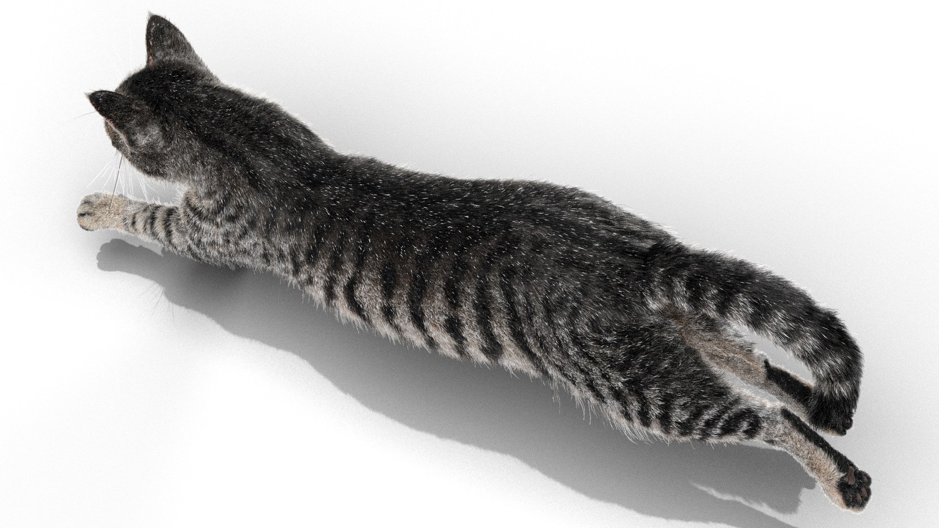 Rigged Civet Cat Gray Cat With 4k Textures And Animation Model ...
