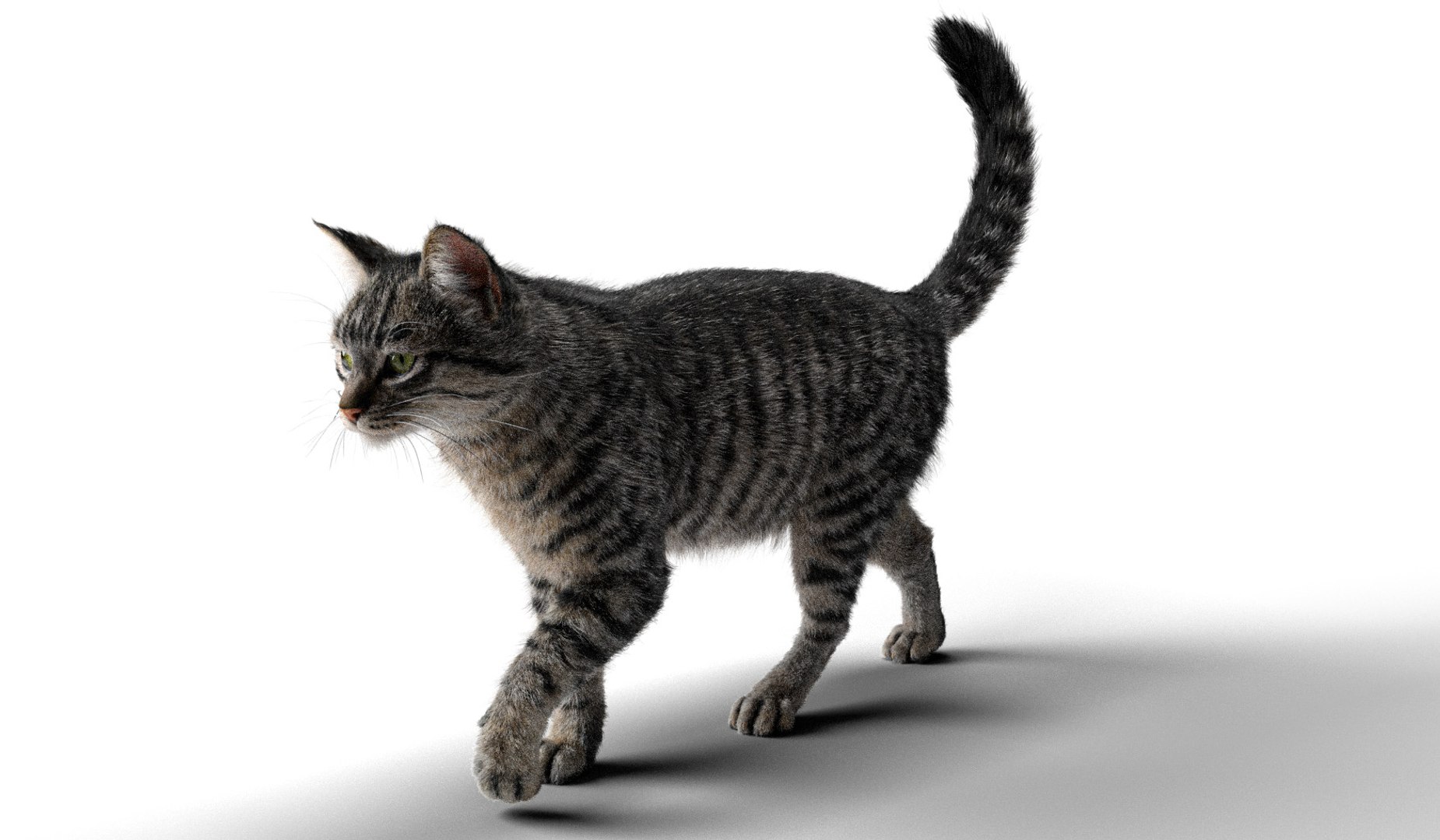 Rigged Civet Cat Gray Cat With 4k Textures And Animation Model ...