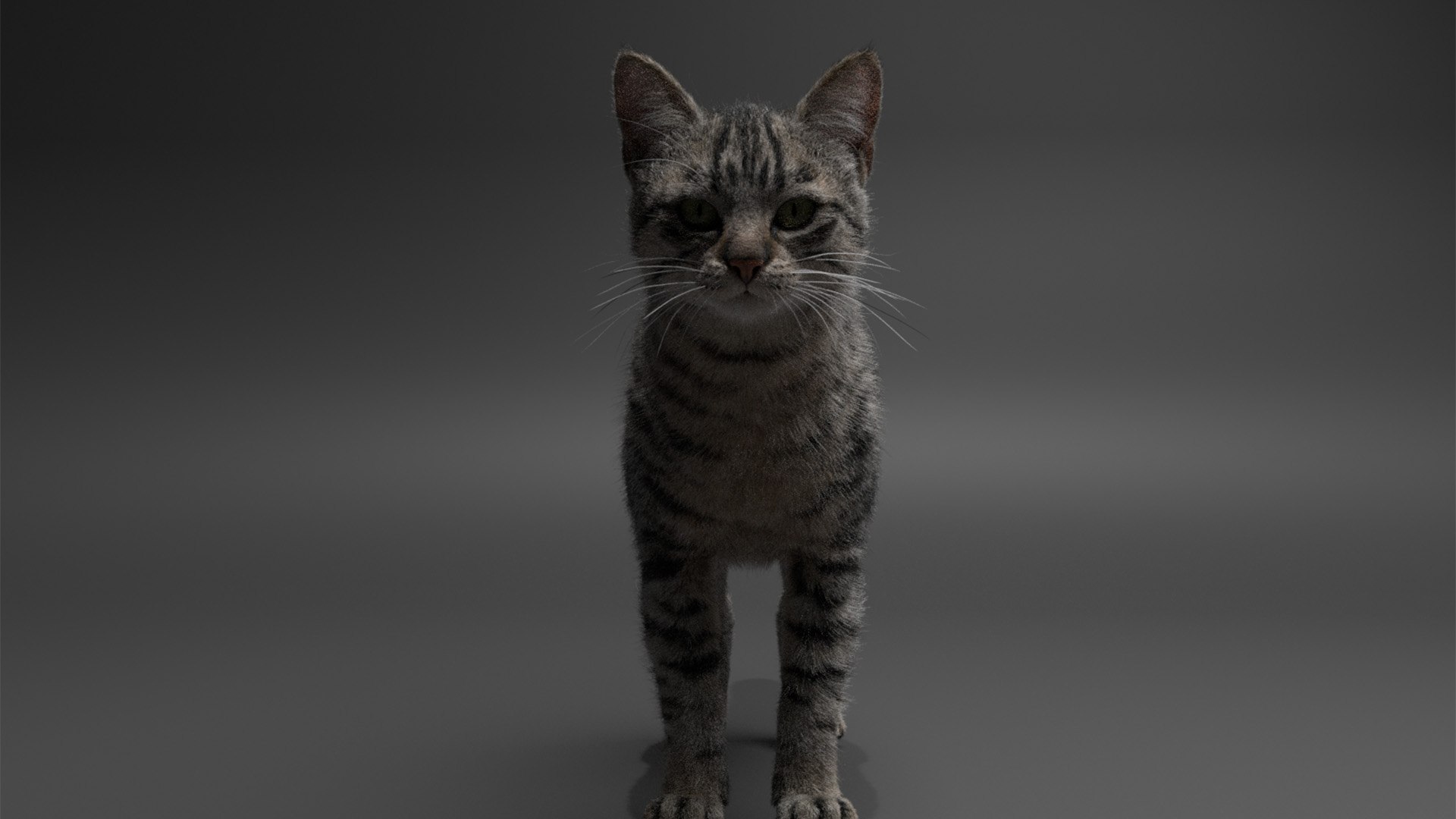 Rigged Civet Cat Gray Cat With 4k Textures And Animation Model ...