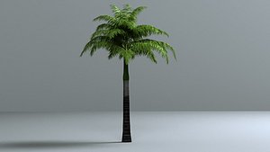 foxtail palm wodyetia 3D