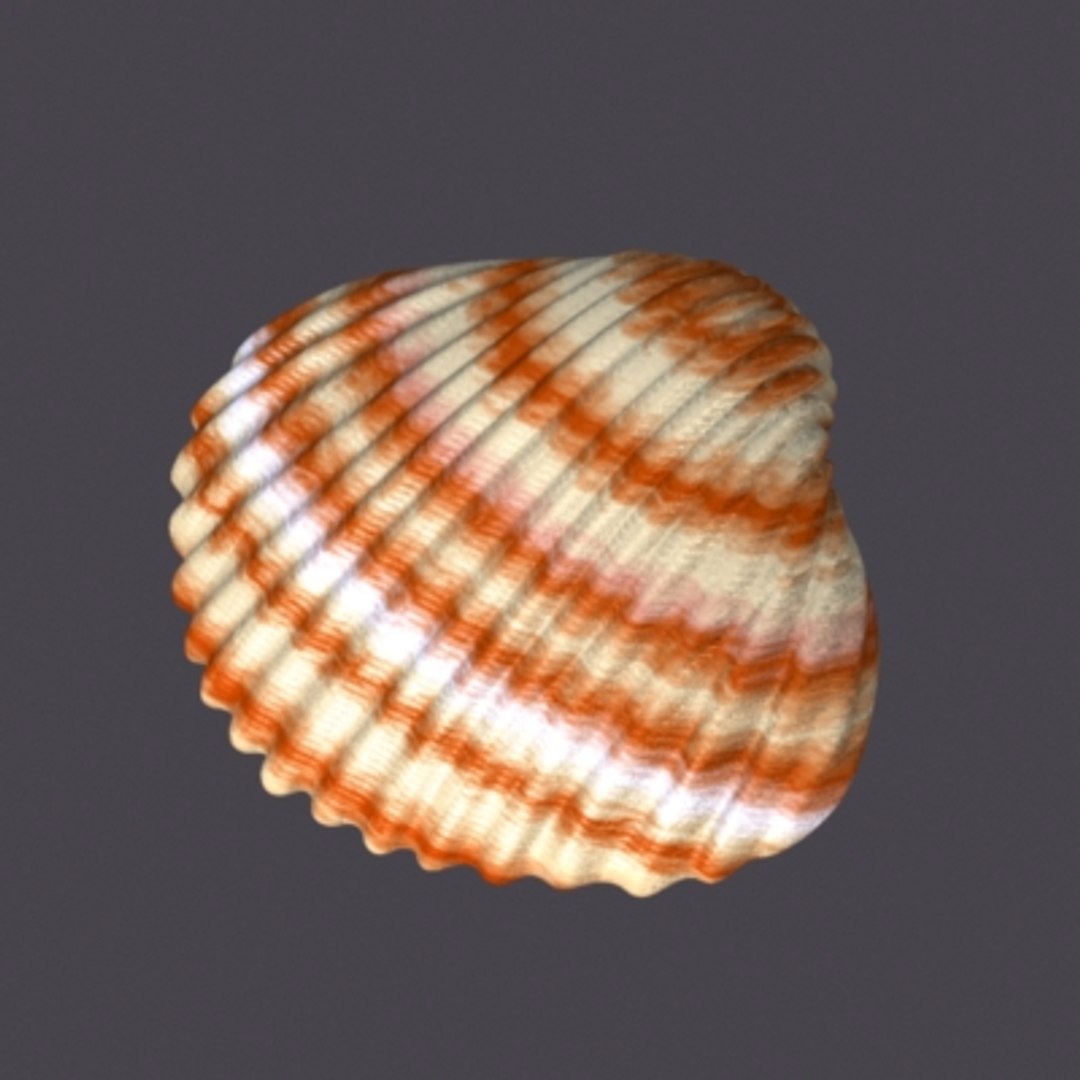 Max Conchiglia