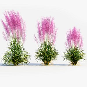 3D model Muhly grass b