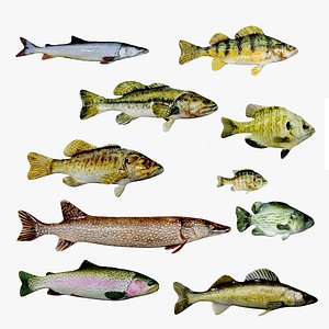 Lowpoly Sport Fish