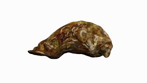 Oyster