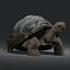 3d galapagos tortoise animation