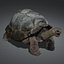 3d galapagos tortoise animation