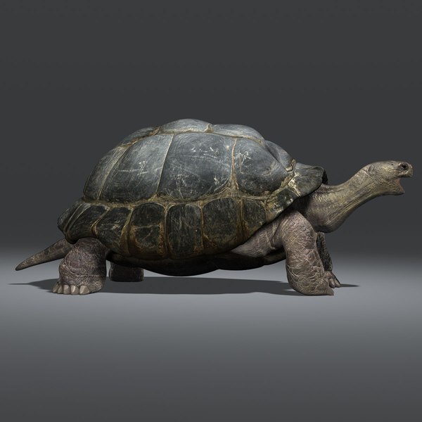 3d galapagos tortoise animation