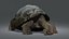 3d galapagos tortoise animation