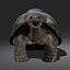 3d galapagos tortoise animation