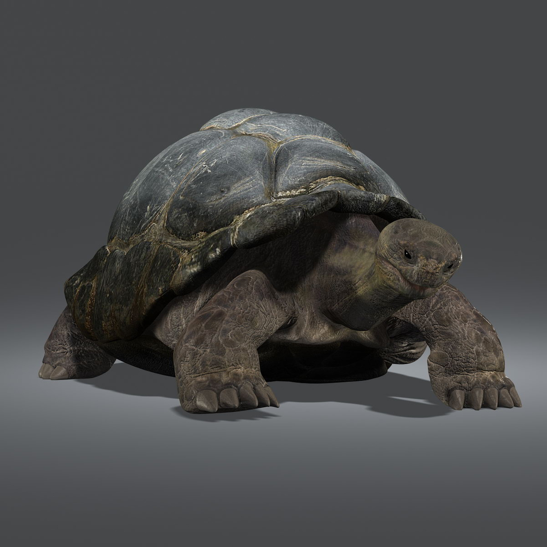 3d galapagos tortoise animation