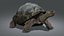 3d galapagos tortoise animation