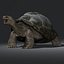 3d galapagos tortoise animation