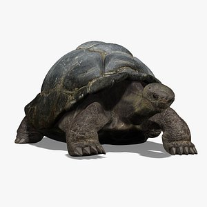 Tortoise (ANIMATED)