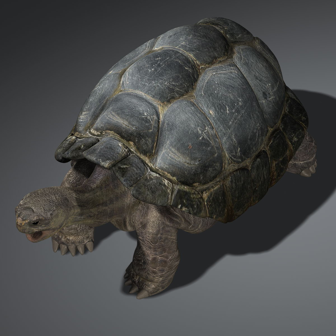 3d galapagos tortoise animation