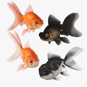 3D model Goldfish Veiltail Fish Collection