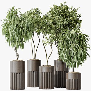3D model AV Indoor plants set 158 Europaea Olive Eucalyptu Joyplants and Ficus Binnendijkii Alii Maclellandii