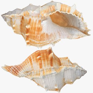 3D Bufonaria rana sea shell