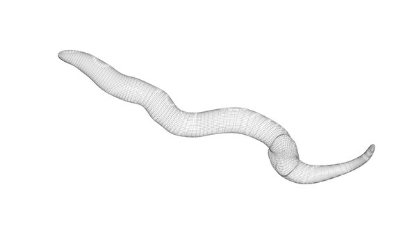 3D Earthworm model - TurboSquid 1841729