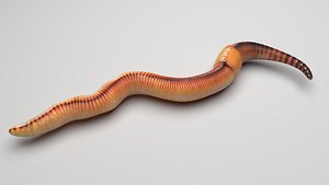 3D Earthworm model