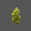 grape vines 3D model