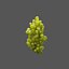 grape vines 3D model