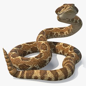 Light Rattlesnake Attack Animated Rigged for Cinema 4D