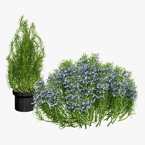 Rosemary Plant in Terracotta Pot model