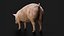 3D Detailed Realistic Farm Pig Rigged model