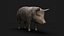 3D Detailed Realistic Farm Pig Rigged model