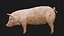 3D Detailed Realistic Farm Pig Rigged model