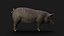 3D Detailed Realistic Farm Pig Rigged model