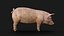 Detailed Realistic Farm Pig Rigged