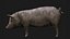 3D Detailed Realistic Farm Pig Rigged model