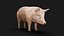 3D Detailed Realistic Farm Pig Rigged model