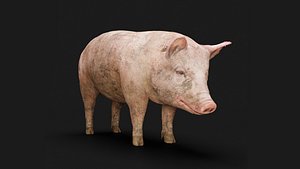 Detailed Realistic Farm Pig Rigged