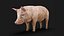 3D Detailed Realistic Farm Pig Rigged model