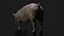 3D Detailed Realistic Farm Pig Rigged model