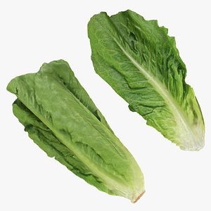 Romaine Lettuce Collection 4 3D model