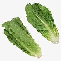 Romaine Lettuce Collection 4