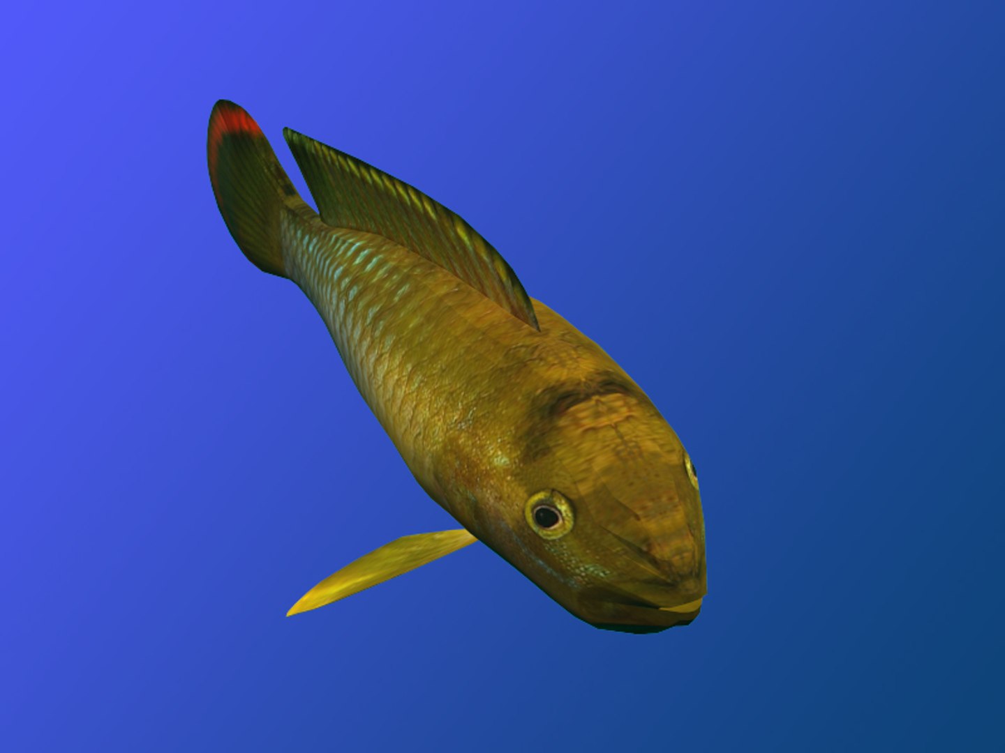 Fish Ma