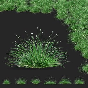 3D Sesleria nitida grass model